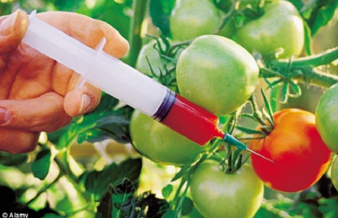 EU na korak da zabrani GMO