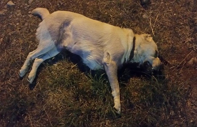 Traže osobu koja je upucala psa na Gorici