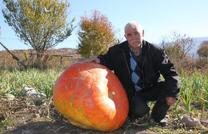 Poljoprivrednik uzgojio bundevu tešku 96kg (FOTO)