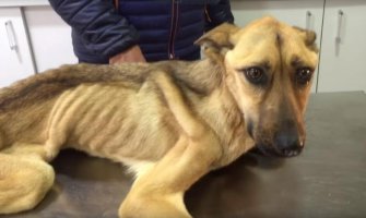 Čudesni oporavak: Pas Barila bila na ivici smrti, ali želja za životom je spasila (FOTO)(VIDEO)