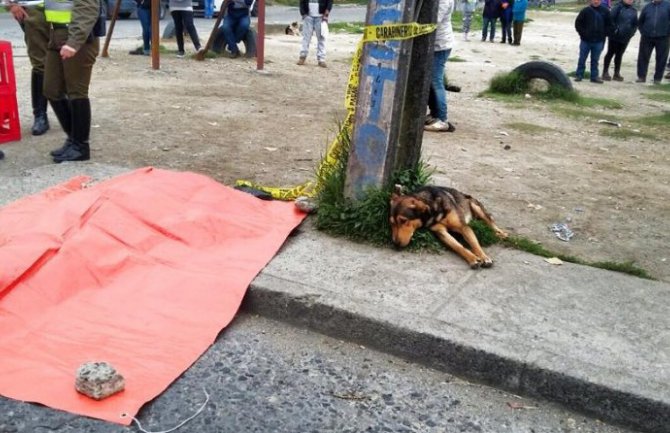 Tuga: Pas ležao slomljenog srca pored pregaženog mladića (VIDEO)