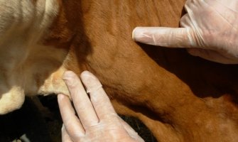 Mještani bjelopoljskih sela pokrenuli peticiju: Traže čišćenje imanja