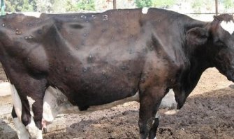 Štetu ćemo nadoknaditi registrovanim gazdinstvima 