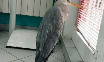 Živka puštena na slobodu: Treba joj predah od ljudi