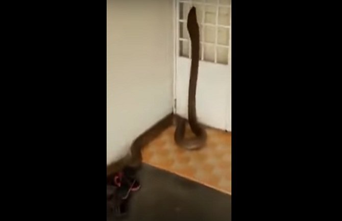 Tri dana gostovala ogromna kraljevska kobra (VIDEO)