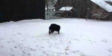 Ovom psu omiljena vrsta zabave je sankanje na plastičnom poklopcu (VIDEO)