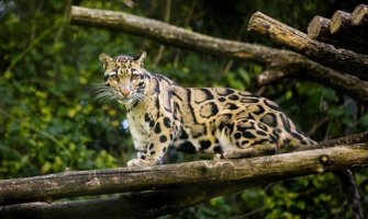 „Izumrli“ leopard pojavio se posle 30 godina