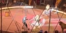 Publika bila šokirana: Zabavljača tokom predstave napao lav (VIDEO)