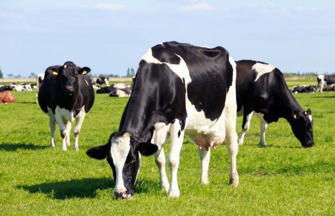 Veterinarske službe počele vakcinaciju goveda i ovaca protiv bolesti plavog jezika