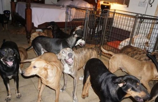 Bahami: Žena spasila skoro 100 pasa lutalica od uragana