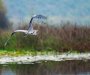 U NP Skadarsko jezero spriječen nezakonit izlov ribe