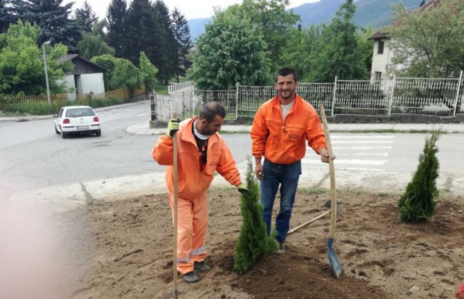 Uspješno pronađene ukradene sadnice tuja