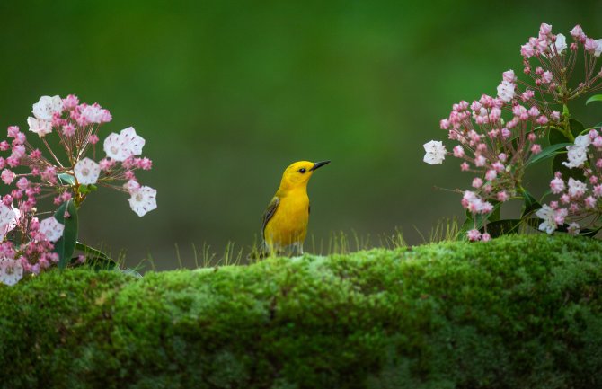 Kiša i pljuskovi sa grmljavinom, do 26 stepeni