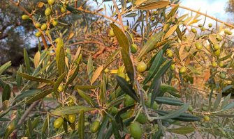 Znanje, iskustvo i nesebičan trud se uvijek isplate, Stara maslina obradovala svojim obilnim rodom 