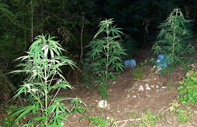 Nedaleko od granice sa BiH pronađena još jedna plantaža marihuane