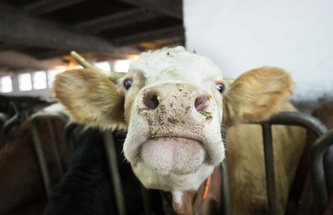 Holandija: Potvrđen slučaj kravljeg ludila, može da izazove smrt kod ljudi koji jedu zaraženo meso