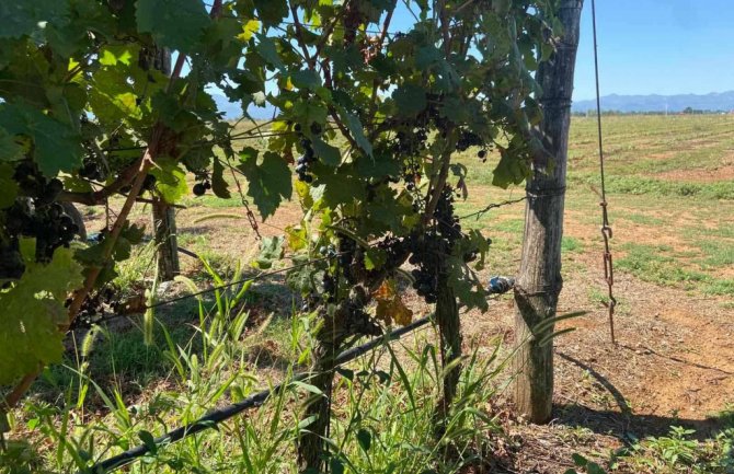 Poljoprivrednicima iz Tuzi pomoć od pola miliona