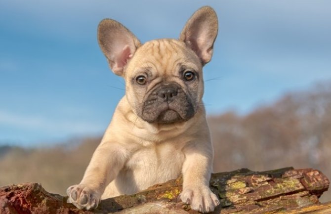 Francuski buldog ponovo najpopularnija vrsta pasa u Americi